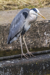 Graureiher (Ardea cinerea)