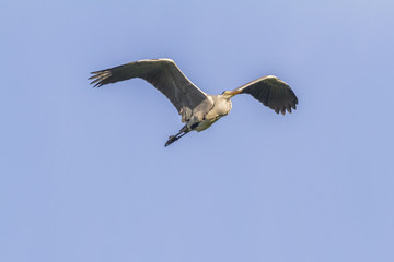 Graureiher (Ardea cinerea)