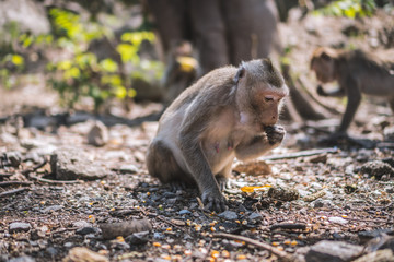 Female monkeys are eating food