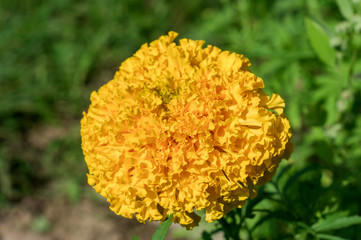 close up of yellow blooming marigold flower in the garden