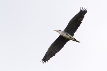 Obraz premium Graureiher (Ardea cinerea)