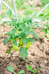green peppers growing in the garden