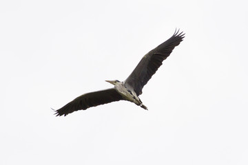 Obraz premium Graureiher (Ardea cinerea)