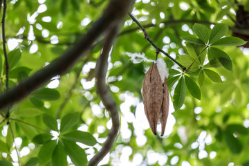 Blossom Ceiba or capoc on the tree, this blossom white silk cotton use for making pillow