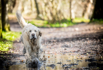 The dirty Golden Retriever