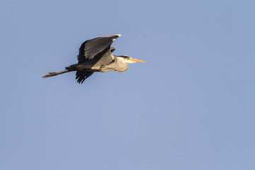 Graureiher (Ardea cinerea)