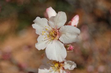 Fototapeta na wymiar Flor de almendro blanca