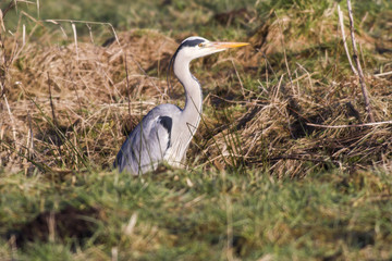 Graureiher (Ardea cinerea)