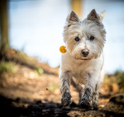 The West Highland Terrier