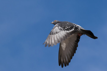 Flying pigeon on blue sky background