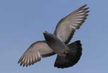 Flying pigeon on blue sky background