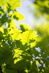 Green leaves on an oak tree in a park