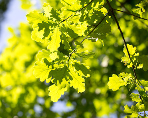 Green leaves on an oak tree in a park