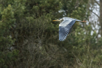 Graureiher (Ardea cinerea)