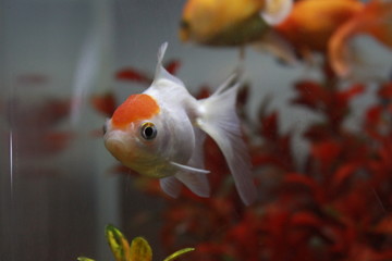 Poisson curieux