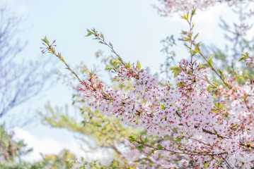 桜の花と青空