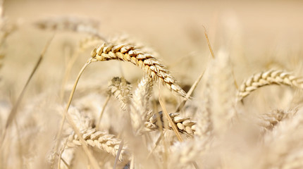 close on ripe wheat in a field 
