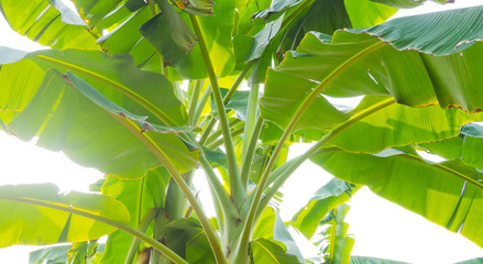 banana leaf. green leave. Green leaf background. Abstract background