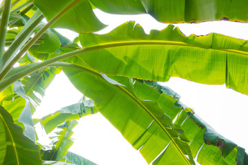 banana leaf. green leave. Green leaf background. Abstract background © waranyu