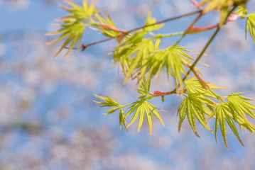 モミジの新緑と桜