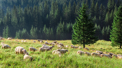 Big flock of sheep grazing in green valley, Tatras, Poland