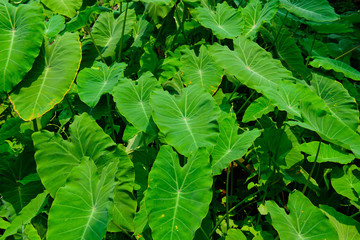 Green leaves natural background  wallpaper, leaf texture, green leaves wall background