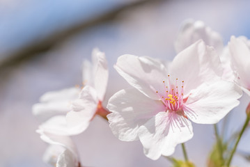 Obraz na płótnie Canvas 桜の花（マクロ）