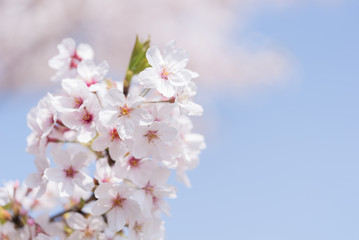 桜の花と青空