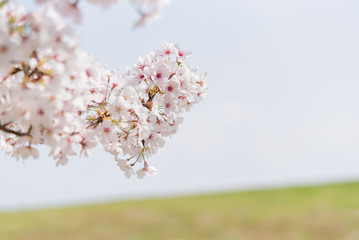 桜の花と丘