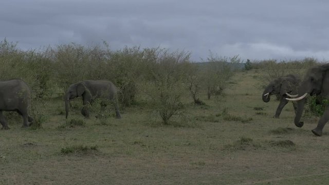 African elephant herd walking in Maasai Mara