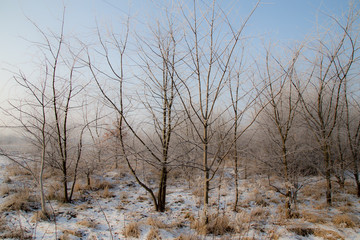 zima, drzewa, śnieg, krajobraz,zima