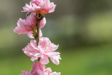 Obraz premium 八重桜