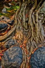 root, nature root at jungle, forest, big tree, plant at amazon