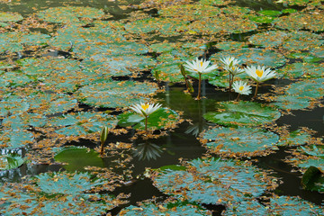 beautiful lotus flower in pond. droplet water on lotus. pink white color