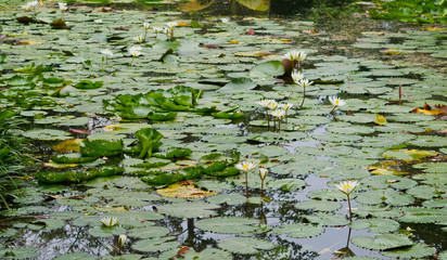 beautiful lotus flower in pond. droplet water on lotus. pink white color