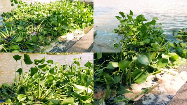 Water hyacinth is considered as a serious problem in public water. With the rapid spread. It causes problems and has a wide impact on society and the environment.