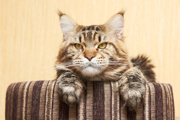 Maine coon sitting at home