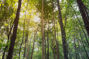 Trees in the forest