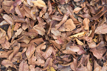  leaves shot ideal for backgrounds and textures