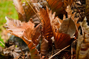 dry leaf texture background / orange color abstract background