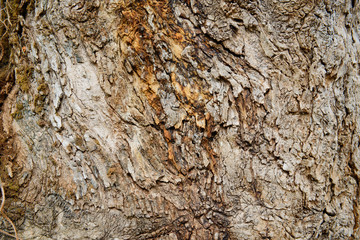 wood background texture, abstract,brown wood, natural background