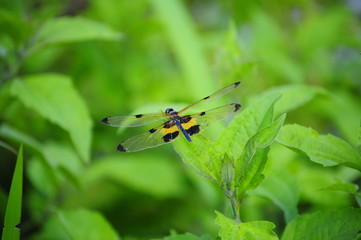 A dragonfly
