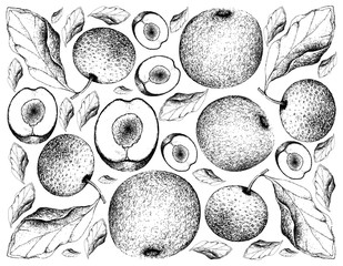 Hand Drawn Background of Davidson Plums and Chinese PearsHand Drawn Background of Davidson Plums and Chinese Pears
