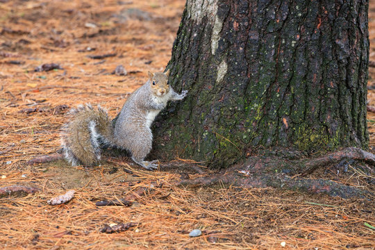 scoiattolo grigio (Sciurus carolinensis)