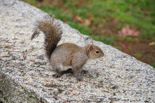 scoiattolo grigio (Sciurus carolinensis)