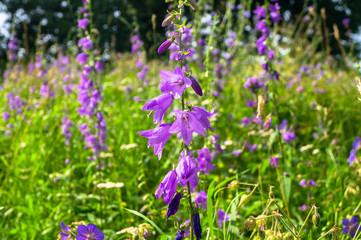 Bright lilac flowers of giant bellflower or Campanula latifolia under sunlight on blurred background.