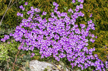 Obraz premium Heads of violet flowers