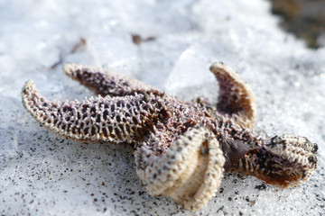 Cold Starfish
