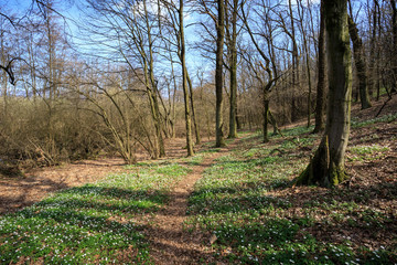 oasi naturale del Bassone - Como