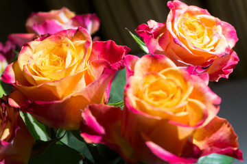 Close-up of festive fresh roses with original yellow and crimson coloration.